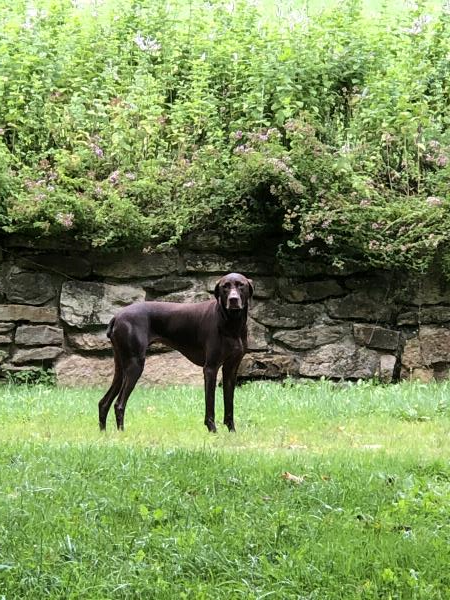 /images/uploads/southeast german shorthaired pointer rescue/segspcalendarcontest2021/entries/21729thumb.jpg